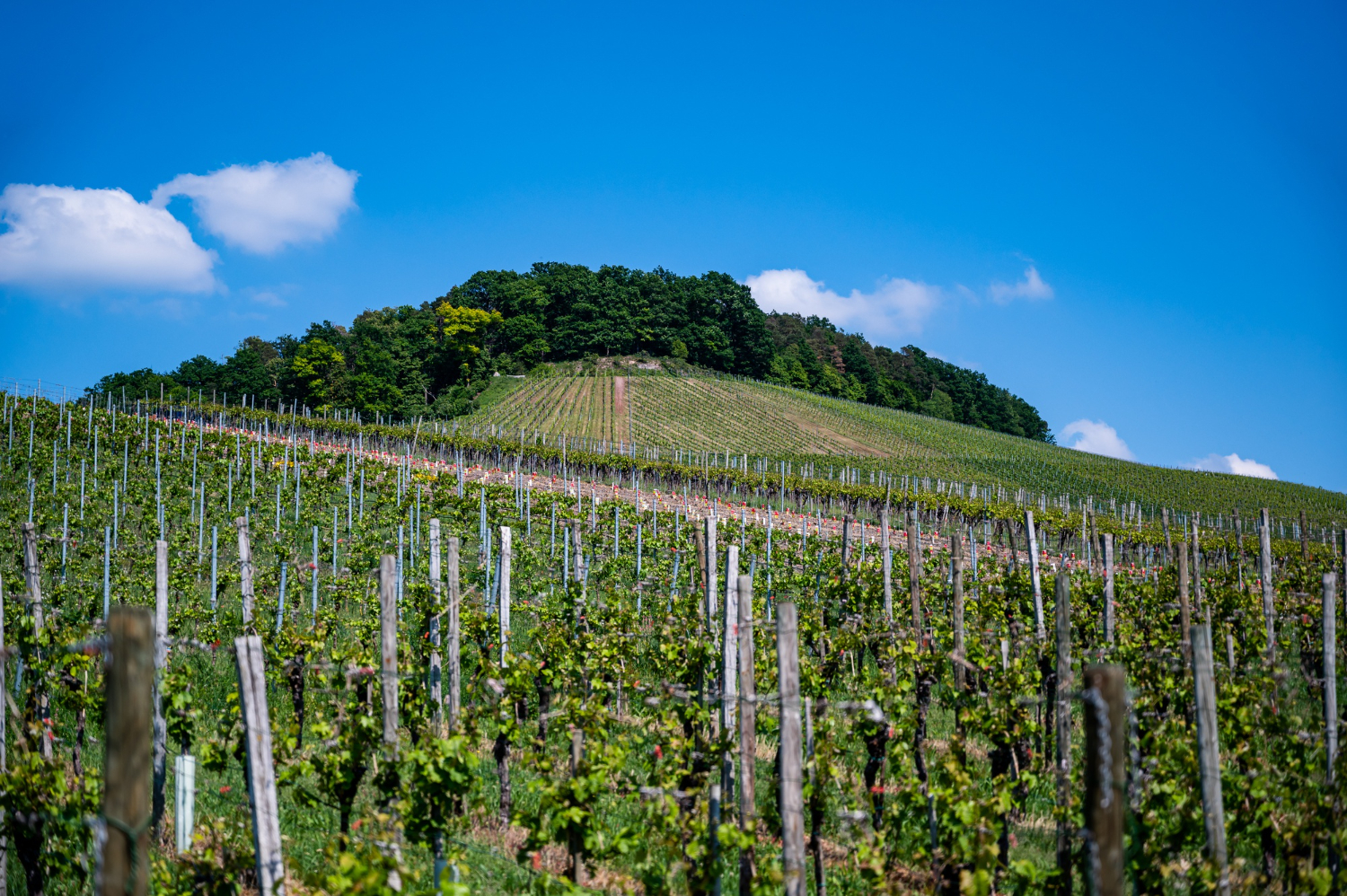 weinreise-aetna-vulkanweine-sizilien